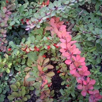 Барбарис ГРИН КАРПЕТ тунберга в Калининграде