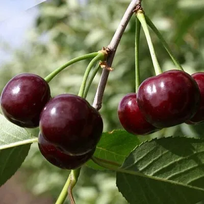 Вишня ЖАДАНА в Калининграде