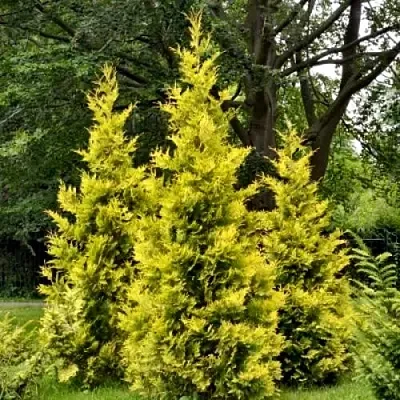 Туя ГОЛДЕН БРАБАНТ западная  Туя ГОЛДЕН БРАБАНТ западная в Калининграде