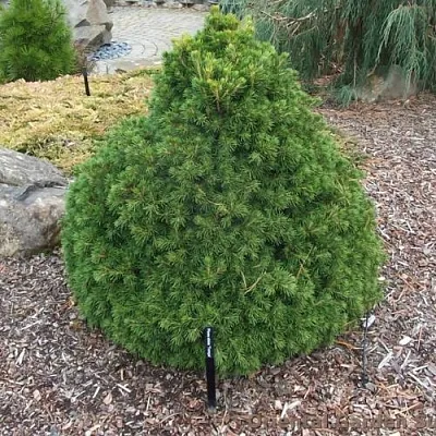 Ель ТОМПА обыкновенная  Ель ТОМПА обыкновенная в Калининграде