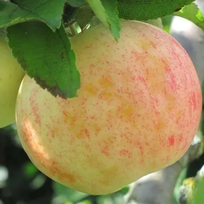 Яблоня ЛЕТНЕЕ СЛАДКОЕ — описание сорта Яблоня ЛЕТНЕЕ СЛАДКОЕ в Калининграде