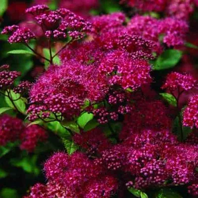 Спирея АНТОНИ ВАТЕРЕР японская  Спирея АНТОНИ ВАТЕРЕР японская в Калининграде