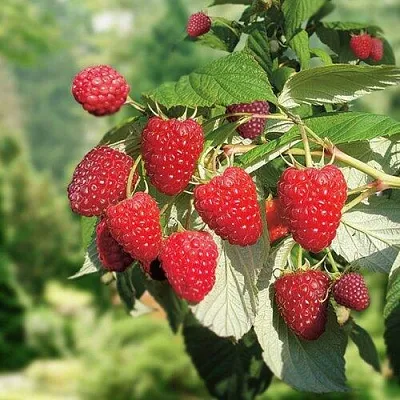 Малина РУБИФОЛ  Малина РУБИФОЛ в Калининграде