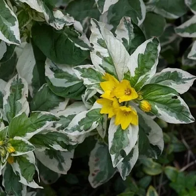 Вербейник АЛЕКСАНДР точечный в Калининграде