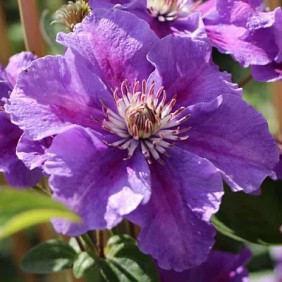 Клематис АШВА  Клематис АШВА в Калининграде