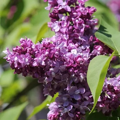 Сирень ИЗОБИЛИЕ  Сирень ИЗОБИЛИЕ в Калининграде