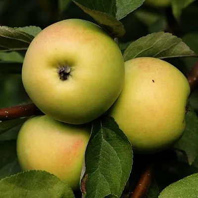 Яблоня ДАНИЛА  Яблоня ДАНИЛА в Калининграде