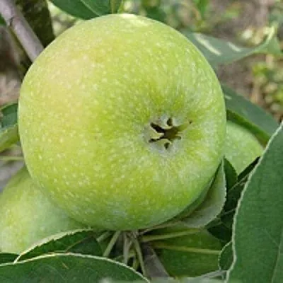 Яблоня РЕНЕТ СИМИРЕНКО  Яблоня РЕНЕТ СИМИРЕНКО в Калининграде