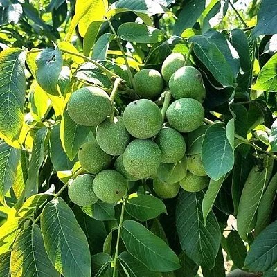 Грецкий орех  ИЗЯЩНЫЙ  Грецкий орех  ИЗЯЩНЫЙ в Калининграде