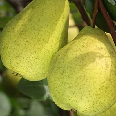 Груша СКАЗОЧНАЯ   Груша СКАЗОЧНАЯ  в Калининграде