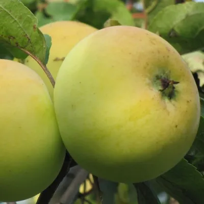 Яблоня РОССИЯНКА — описание сорта Яблоня РОССИЯНКА в Калининграде