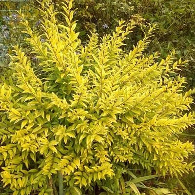 Бирючина АУРЕА обыкновенная в Калининграде