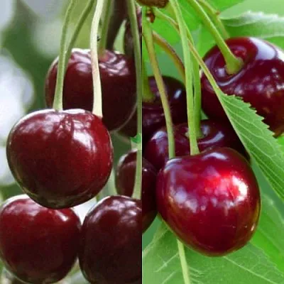 Комплект ВИШНЕВЫЙ ТАНДЕМ в Калининграде