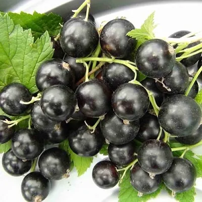 Смородина черная ТИТАНИЯ  Смородина черная ТИТАНИЯ в Калининграде