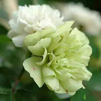 Саженцы роз ГРИН АЙС миниатюрная  Саженцы роз ГРИН АЙС миниатюрная в Калининграде