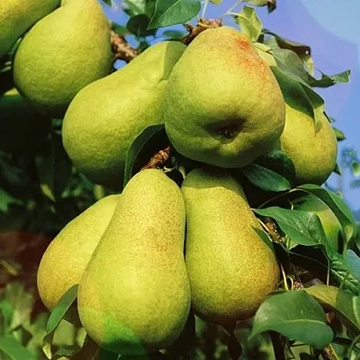 Груша НЕЖНОСТЬ колонновидная	  Груша НЕЖНОСТЬ колонновидная	 в Калининграде