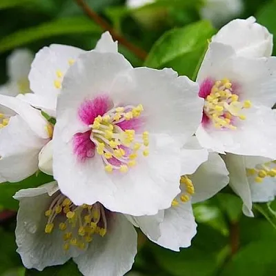 Жасмин БЕЛЬ ЭТУАЛЬ в Калининграде