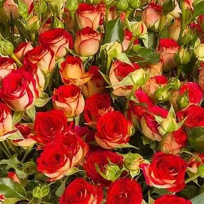 Саженцы роз РУБИЭЛЛА спрей  Саженцы роз РУБИЭЛЛА спрей в Калининграде