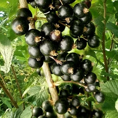 Смородина черная БЕН ТИРЕН  Смородина черная БЕН ТИРЕН в Калининграде