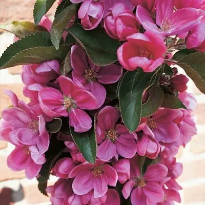 Яблоня ЗЕЛЁНЫЙ БУКЕТ декоративная  Яблоня ЗЕЛЁНЫЙ БУКЕТ декоративная в Калининграде