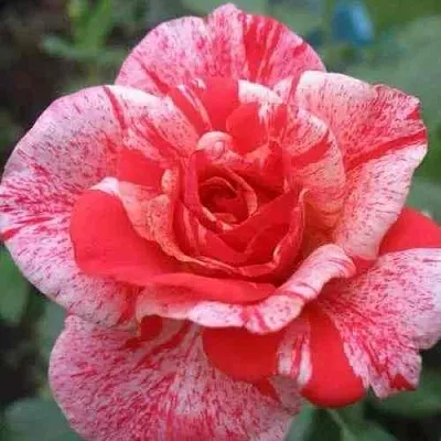 Саженцы роз ФИЛАТЕЛИЯ чайно-гибридная в Калининграде