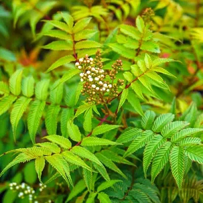 Рябинник  Рябинник в Калининграде