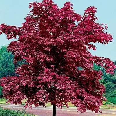 Клен КРИМСОН КИНГ остролистный  Клен КРИМСОН КИНГ остролистный в Калининграде