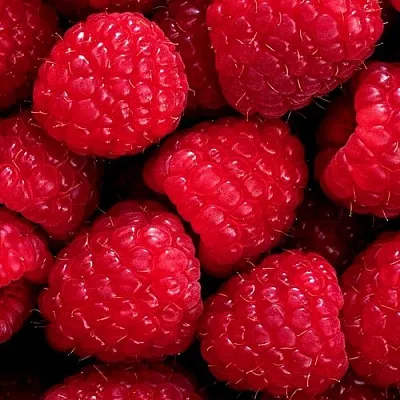 Малина в Калининграде