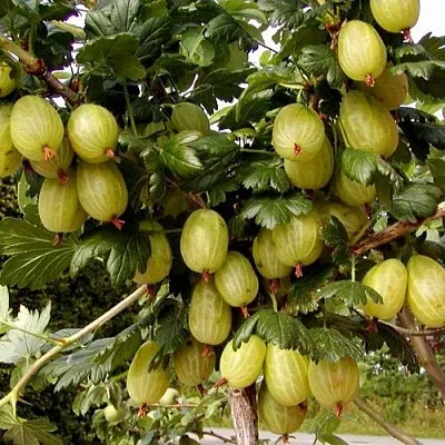 Крыжовник ИНВИКТА в Калининграде