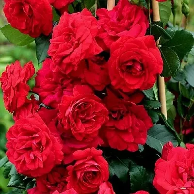 Саженцы роз АМАДЕУС плетистая  Саженцы роз АМАДЕУС плетистая в Калининграде