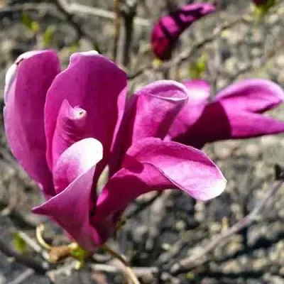 Магнолия СЬЮЗАН  Магнолия СЬЮЗАН в Калининграде