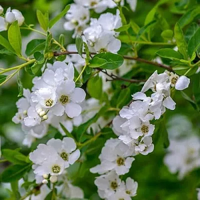 Экзохорда  Экзохорда в Калининграде