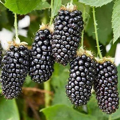 Ежевика КАРАКА БЛЭК в Калининграде