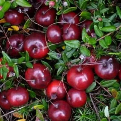 Клюква БЕН ЛИР в Калининграде