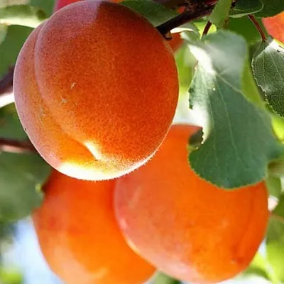 Абрикос в Калининграде