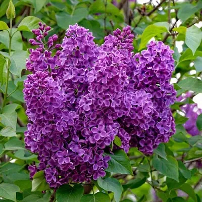 Сирень СУМЕРКИ  Сирень СУМЕРКИ в Калининграде