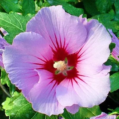 Гибискус ПИНК ФЛИРТ сирийский  Гибискус ПИНК ФЛИРТ сирийский в Калининграде