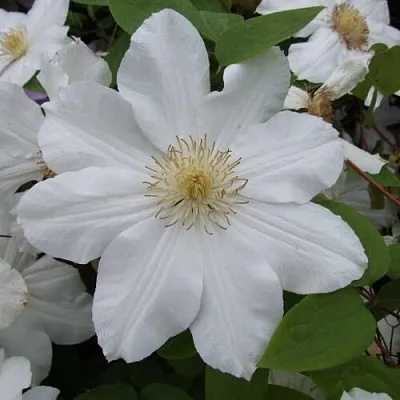 Клематис  Клематис в Калининграде