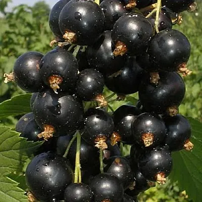 Смородина черная ИСКУШЕНИЕ  Смородина черная ИСКУШЕНИЕ в Калининграде