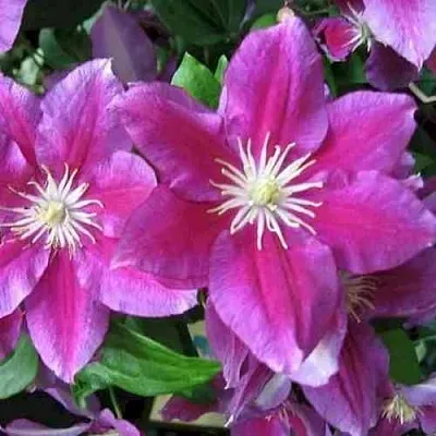 Клематис ХАНИЯ  Клематис ХАНИЯ в Калининграде