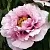 Пион РОЗОВАЯ РЕКА древовидный в Калининграде
