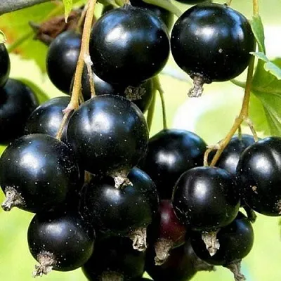 Смородина чёрная СОКРОВИЩЕ  Смородина чёрная СОКРОВИЩЕ в Калининграде