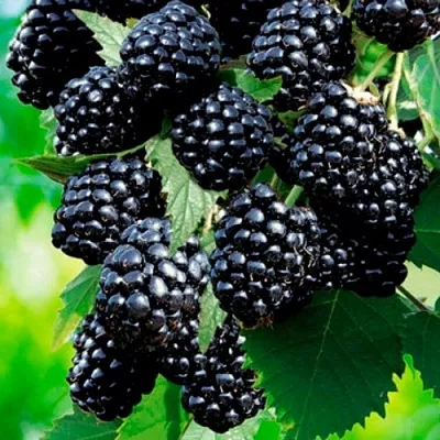 Ежевика ЛОХТЕЙ бесшипная в Калининграде