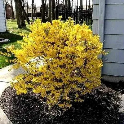 Форзиция ЛЕДНОГОРА промежуточная  Форзиция ЛЕДНОГОРА промежуточная в Калининграде