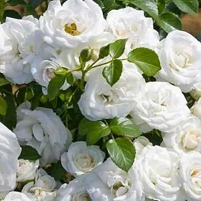 Саженцы роз НЕЖ ДЕ ТЕ мускусная  Саженцы роз НЕЖ ДЕ ТЕ мускусная в Калининграде