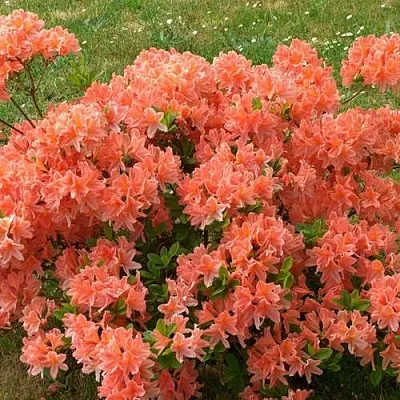 Рододендрон ЯПОНСКИЙ ОРАНЖЕВЫЙ  Рододендрон ЯПОНСКИЙ ОРАНЖЕВЫЙ в Калининграде