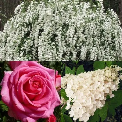 Комплект ВЕЧНАЯ КЛАССИКА в Калининграде