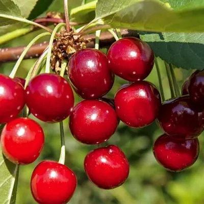 Вишня ЛЮБСКАЯ в Калининграде