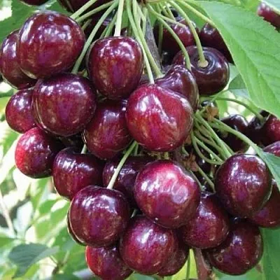 Черешня СЭМ колонновидная  Черешня СЭМ колонновидная в Калининграде