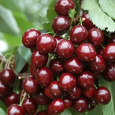 Черешня СИЛЬВИЯ колоновидная  Черешня СИЛЬВИЯ колоновидная в Калининграде